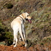 Perrito llamado Killa en la ruta Arona-Ifonche