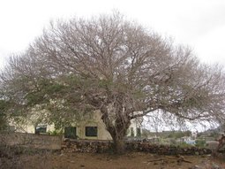 �rbol alm�cigo localizado en Arona casco